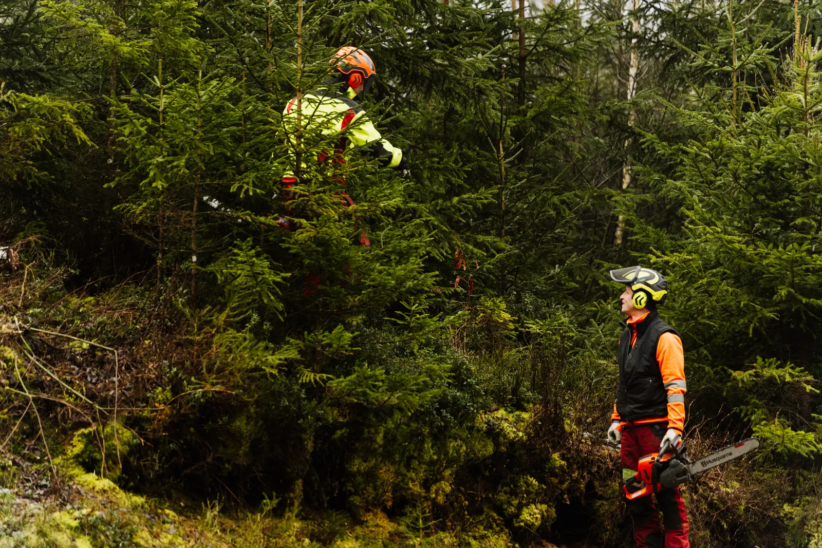 Forstdienstleistungen